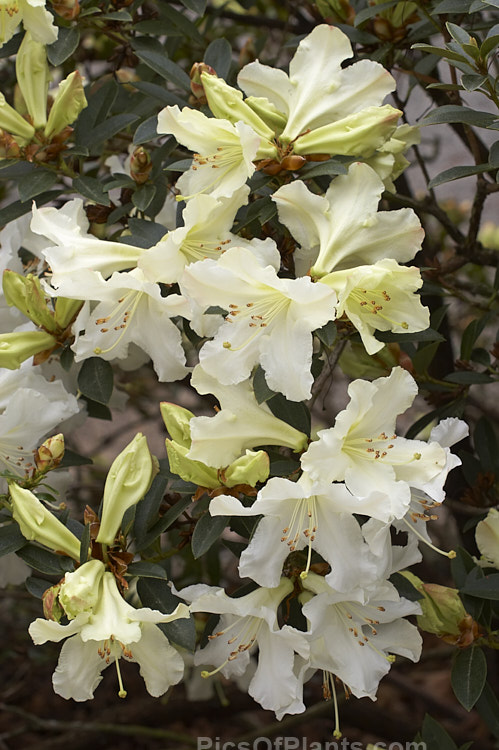 <i>Rhododendron</i> 'C.O.S.', a New Zealand-raised hybrid about which little is documented. It appears to date from the late 1960s, early 1970s and has mildly fragrant greenish-cream flowers. It grows to around 1.5m tall and blooms quite early. Order: Ericales, Family: Ericaceae