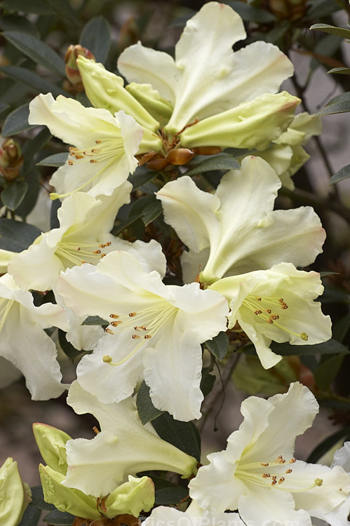 <i>Rhododendron</i> 'C.O.S.', a New Zealand-raised hybrid about which little is documented. It appears to date from the late 1960s, early 1970s and has mildly fragrant greenish-cream flowers. It grows to around 1.5m tall and blooms quite early. Order: Ericales, Family: Ericaceae