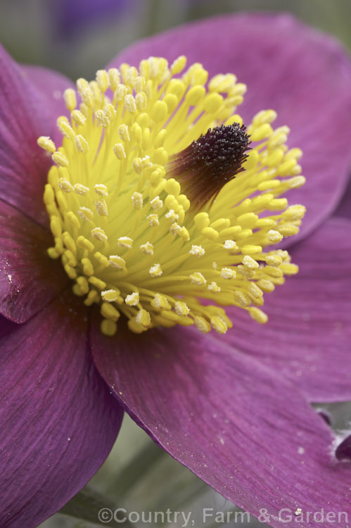 The centre of a Pasque. Flower (<i>Pulsatilla vulgaris</i>), a popular spring-flowering rockery perennial that occurs naturally over much of northern Europe from Britain to Siberia. pulsatilla-2767htm'>Pulsatilla.