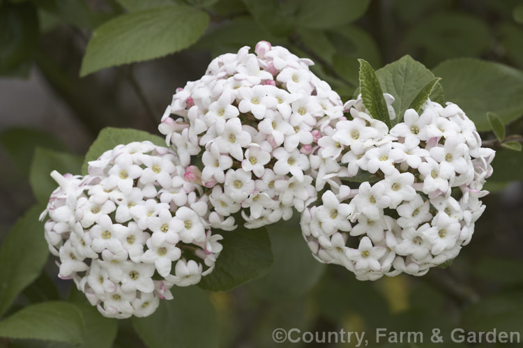 Viburnum x burkwoodii 'Anne. Russell' ([Viburnum carlesii x Viburnum utile] x V carlesii</i>), a semi-deciduous 15-2m tall shrub. Raised in England in 1951, its flowers are strongly scented and borne in spring. viburnum-2081htm'>Viburnum. <a href='adoxaceae-plant-family-photoshtml'>Adoxaceae</a>.