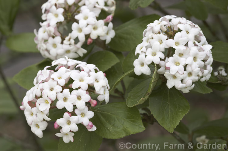 Viburnum x burkwoodii 'Anne. Russell' ([Viburnum carlesii x Viburnum utile] x V carlesii</i>), a semi-deciduous 15-2m tall shrub. Raised in England in 1951, its flowers are strongly scented and borne in spring. viburnum-2081htm'>Viburnum. <a href='adoxaceae-plant-family-photoshtml'>Adoxaceae</a>.