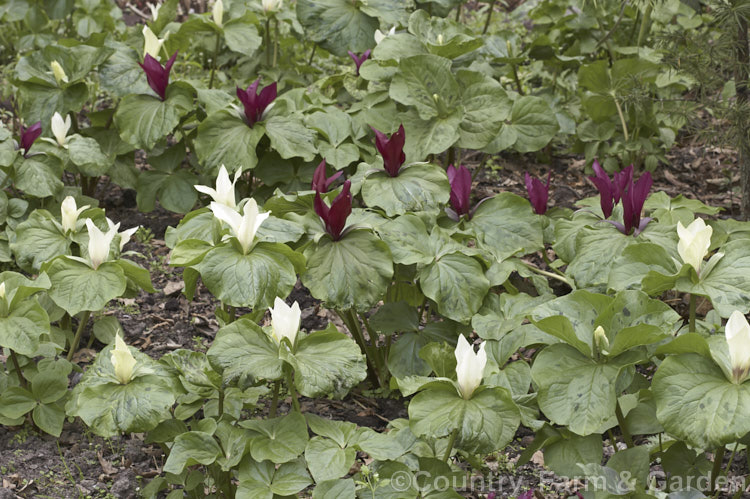 Red- and white-flowered forms of Giant Trillium (<i>Trillium chloropetalum</i>). Often confused with Trillium sessile, this 20-65cm tall perennial occurs in many forms in the western United States. White forms may be hybrids with Trillium albidum. trillium-2304htm'>Trillium. <a href='melanthiaceae-plant-family-photoshtml'>Melanthiaceae</a>.