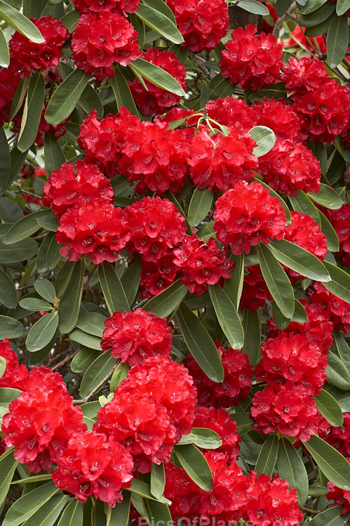 <i>Rhododendron</i> 'Gill's Crimson' (<i>Rhododendron griffithianum</i> hybrid</i>), an intensely coloured, heavy-flowering, upright, 3-5m tall shrub introduced by the English nursery R. Gill and Son around the early 1900s. Order: Ericales, Family: Ericaceae