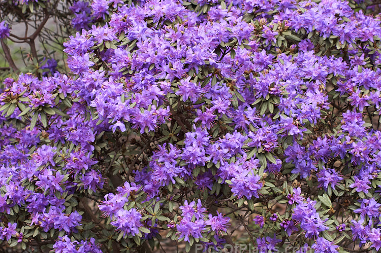 <i>Rhododendron rupicola</i>, a wiry-stemmed, evergreen, early spring-flowering, 60cm-1.2m tall shrub found in the mountains of Burma and western China at 3000-4500m altitude. Order: Ericales, Family: Ericaceae
