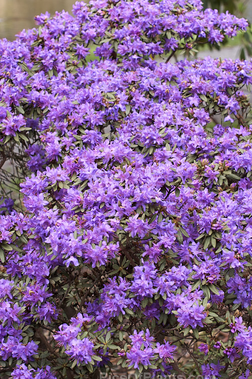 <i>Rhododendron rupicola</i>, a wiry-stemmed, evergreen, early spring-flowering, 60cm-1.2m tall shrub found in the mountains of Burma and western China at 3000-4500m altitude. Order: Ericales, Family: Ericaceae