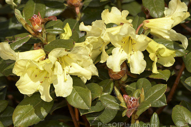 <i>Rhododendron burmanicum</i>, a 1-2m high shrub found in southwest Burma at 2700-3000m. It was a parent of many older yellow-flowered hybrids, but its frost tenderness has seen it replaced by hardier species in most breeding programmes. Order: Ericales, Family: Ericaceae
