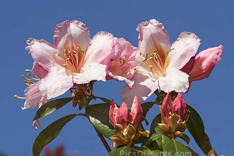 <i>Rhododendron ciliicalyx</i>, a slightly fragrant species formerly often used in hybridising. It develops into a large shrub or small tree and is sometimes epiphytic in the wild. It is closely allied to <i>Rhododendron dendricola</i>, and is native to Yunnan, Szechwan, southeastern Tibet and northeastern Burma. Order: Ericales, Family: Ericaceae