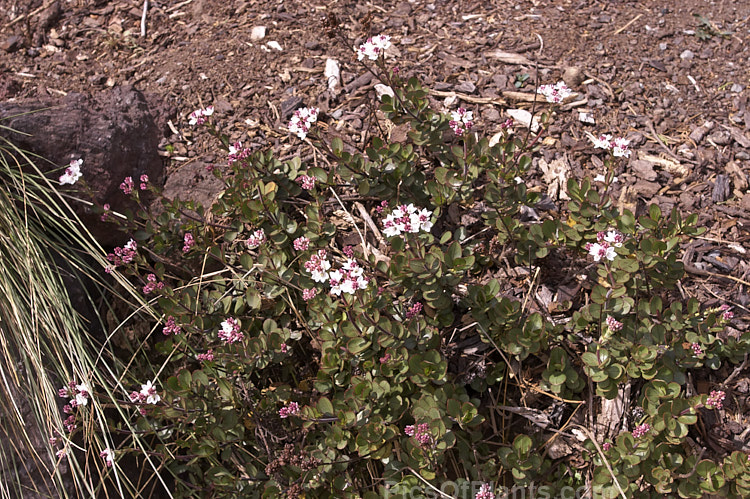 Port Hills Hebe (<i>Veronica lavaudiana</i> [syns. <i>Heliohebe lavaudiana</i>, <i>Hebe lavaudiana</i>]), a low, spreading, spring-flowering, evergreen shrub from Canterbury, New Zealand. In the wild it usually grows in soil pockets among rocks, often in quite exposed locations. The flowering period is in late spring. Order: Lamiales, Family: Plantaginaceae