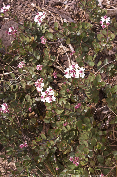 Port Hills Hebe (<i>Veronica lavaudiana</i> [syns. <i>Heliohebe lavaudiana</i>, <i>Hebe lavaudiana</i>]), a low, spreading, spring-flowering, evergreen shrub from Canterbury, New Zealand. In the wild it usually grows in soil pockets among rocks, often in quite exposed locations. The flowering period is in late spring. Order: Lamiales, Family: Plantaginaceae