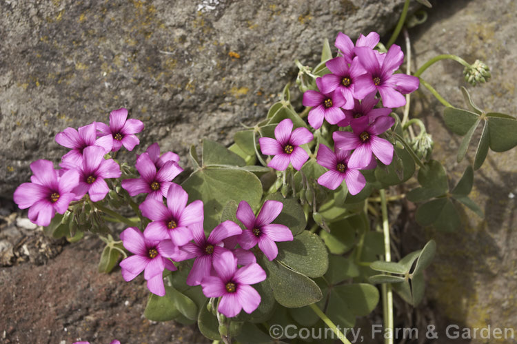 Sourgrass or Pink Sorrel (<i>Oxalis articulata</i>), a rhizome-rooted perennial with large trifoliate leaves and sprays of deep pink flowers from spring. While quite attractive in flower, it is inclined to be invasive, is usually considered a weed in gardens and has noxious status in some areas. Originally native to southern South America but now widely naturalised.