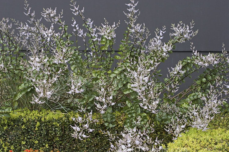 New Zealand Lilac (<i>Veronica hulkeana</i> [syns. <i>Heliohebe hulkeana</i>, <i>Hebe hulkeana</i>]), a spring-flowering evergreen shrub found on rocky banks in North Canterbury and Marlborough, New Zealand. It is popular in gardens but is often short-lived in cultivation. Order: Lamiales, Family: Plantaginaceae