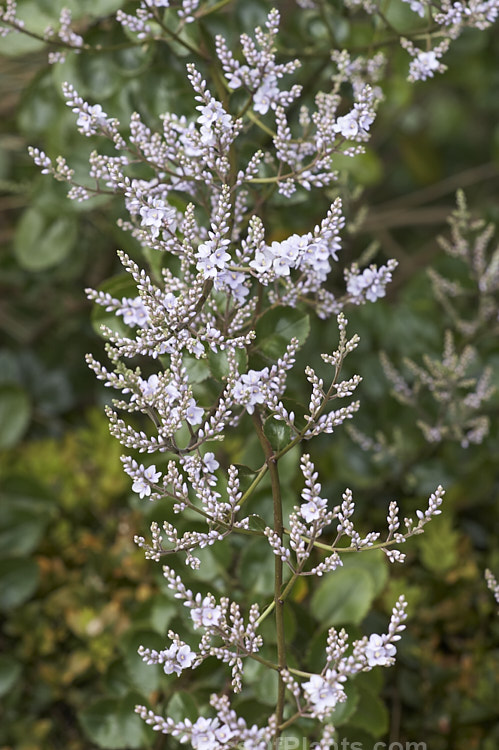 New Zealand Lilac (<i>Veronica hulkeana</i> [syns. <i>Heliohebe hulkeana</i>, <i>Hebe hulkeana</i>]), a spring-flowering evergreen shrub found on rocky banks in North Canterbury and Marlborough, New Zealand. It is popular in gardens but is often short-lived in cultivation. Order: Lamiales, Family: Plantaginaceae