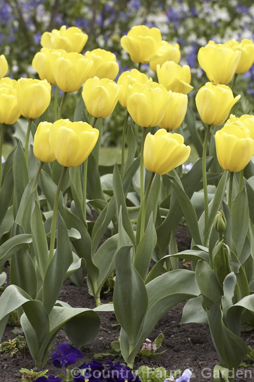 Tulipa 'Lily. Schreyer' (<i>Category 5 x Single. Late</i>), a vigorous, strongly coloured tulip that grows to 50cm tall Named after the wife of a former. Governor. General of Canada Order: Liliales, Family: Liliaceae