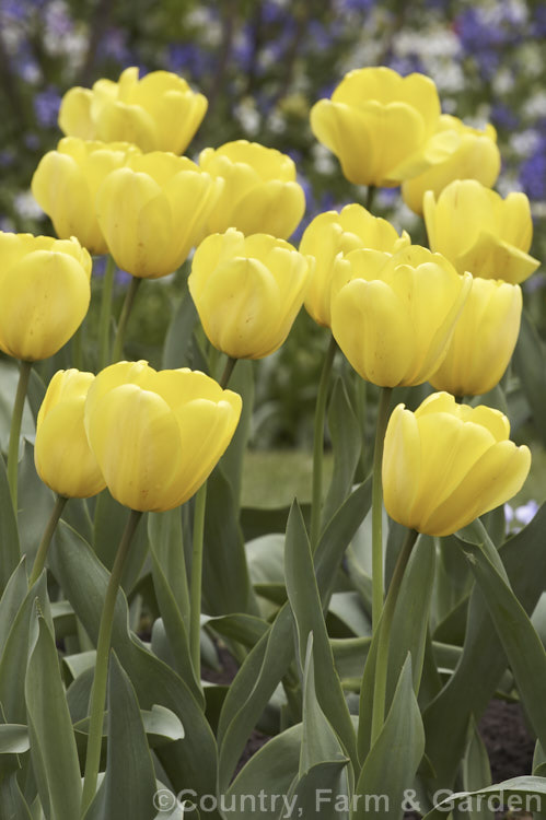 Tulipa 'Lily. Schreyer' (<i>Category 5 x Single. Late</i>), a vigorous, strongly coloured tulip that grows to 50cm tall Named after the wife of a former. Governor. General of Canada Order: Liliales, Family: Liliaceae