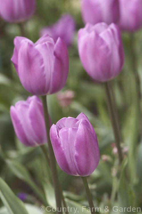 Tulipa 'Attila' (<i>Category 3 x Triumph Hybrid</i>), a distinctive dusky mauve-flowered tulip that blooms mid-season on stems up to 40cm tall It was introduced in 1945. Order: Liliales, Family: Liliaceae