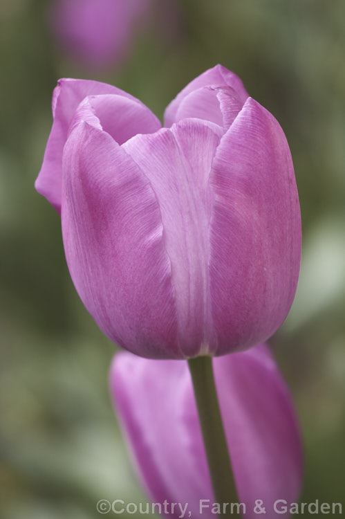 Tulipa 'Attila' (<i>Category 3 x Triumph Hybrid</i>), a distinctive dusky mauve-flowered tulip that blooms mid-season on stems up to 40cm tall It was introduced in 1945. Order: Liliales, Family: Liliaceae