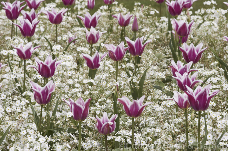 Tulipa 'Ballade' (<i>Category 6 x Lily-flowered</i>), a distinctive two-toned late-flowering tulip introduced in 1953. The stems can be over 45cm tall It is shown here growing among white-flowered Primula malacoides. Order: Liliales, Family: Liliaceae