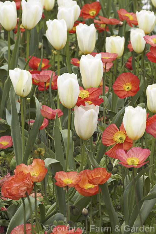 Tulipa 'Francoise' (<i>Category 3 x Triumph Hybrid</i>), a vigorous tetraploid, ivory-coloured tulip raised by the famous bulb growers. John Scheepers. Inc. Its stems are up to 60cm tall It is shown here with an pinkish-orange form of the Champagne. Bubbles strain of Iceland Poppy. Order: Liliales, Family: Liliaceae