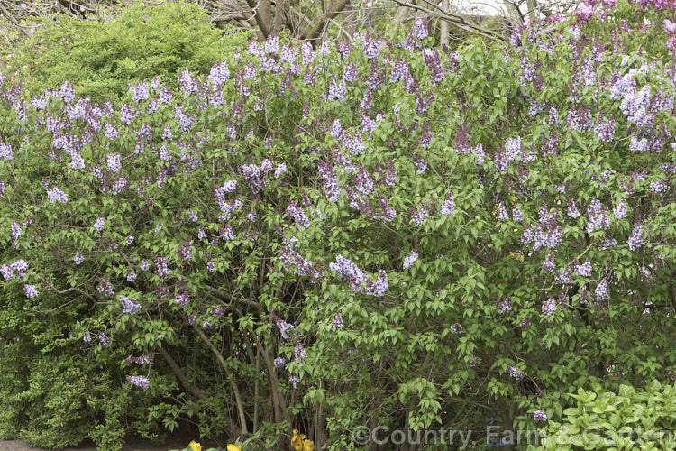 Syringa vulgaris 'Alphonse. Lavalle' (sometimes spelt Lavallee or Lavallec</i>) a lilac cultivar raised by Lemoine of France and dating from around 1900. Order: Lamiales, Family: Oleaceae