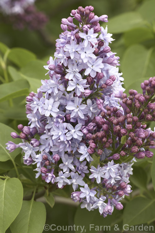Syringa vulgaris 'Alphonse. Lavalle' (sometimes spelt Lavallee or Lavallec</i>) a lilac cultivar raised by Lemoine of France and dating from around 1900. Order: Lamiales, Family: Oleaceae