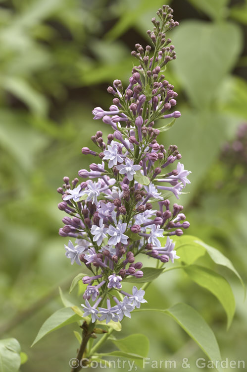 Syringa vulgaris 'President. Grevy', a lilac cultivar with an erect habit and fairly narrow spikes of soft purple-blue flowers that are sometimes described as double but which are really more of a hose-in-hose style. Order: Lamiales, Family: Oleaceae