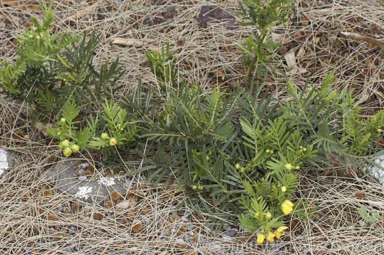 Senna aciphylla (syn. Cassia aciphylla</i>), a spreading, densely foliaged, wiry-stemmed 05-15m high evergreen shrub native to eastern Australia. It flowers from spring. senna-3304htm'>Senna.