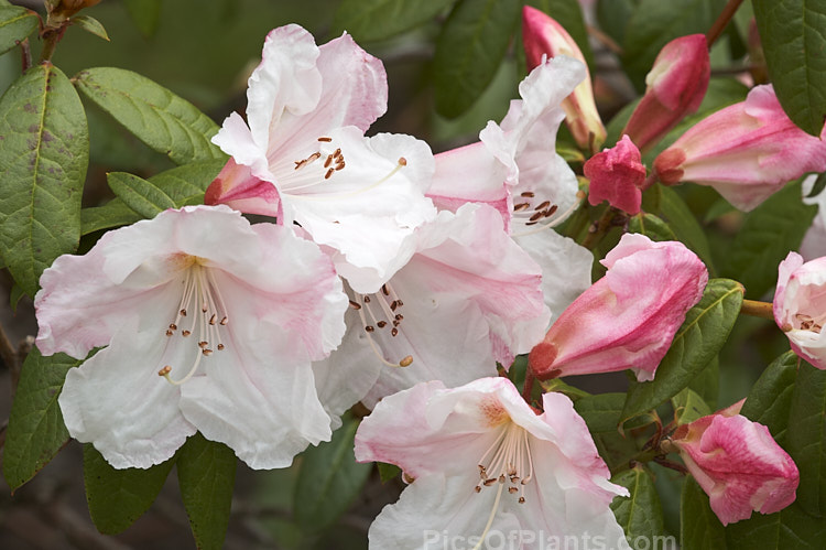 <i>Rhododendron</i> 'Ilam Pearl' (<i>Rhododendron formosum</i> var. <i>formosum</i> x unknown</i>), a reasonably compact, mildly scented hybrid raised in the 1930s-50s by Edgar Stead of Ilam, Christchurch, New Zealand but not registered until 1981. It has a low, sprawling growth habit, eventually reaching around 1m tall x 1.8m wide. Order: Ericales, Family: Ericaceae
