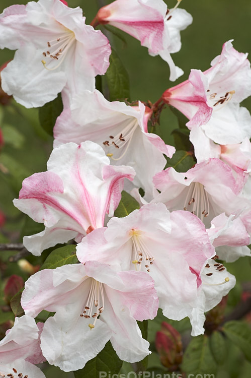 <i>Rhododendron</i> 'Ilam Pearl' (<i>Rhododendron formosum</i> var. <i>formosum</i> x unknown</i>), a reasonably compact, mildly scented hybrid raised in the 1930s-50s by Edgar Stead of Ilam, Christchurch, New Zealand but not registered until 1981. It has a low, sprawling growth habit, eventually reaching around 1m tall x 1.8m wide. Order: Ericales, Family: Ericaceae