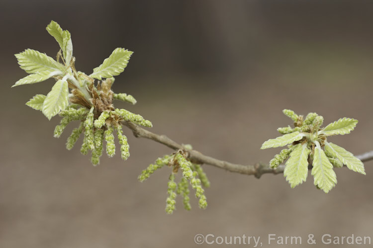 Opening flower and leaf buds of the Caucasian Oak or Persian. Oak (<i>Quercus macranthera</i>), a 25-30m tall deciduous tree native to the Caucasus and northern Iran. It does not lose its foliage until the first hard frosts and develops little or no autumn colour. In mild areas it may be semi-evergreen. Order: Fagales, Family: Fagaceae