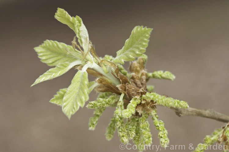 Opening flower and leaf buds of the Caucasian Oak or Persian. Oak (<i>Quercus macranthera</i>), a 25-30m tall deciduous tree native to the Caucasus and northern Iran. It does not lose its foliage until the first hard frosts and develops little or no autumn colour. In mild areas it may be semi-evergreen. Order: Fagales, Family: Fagaceae