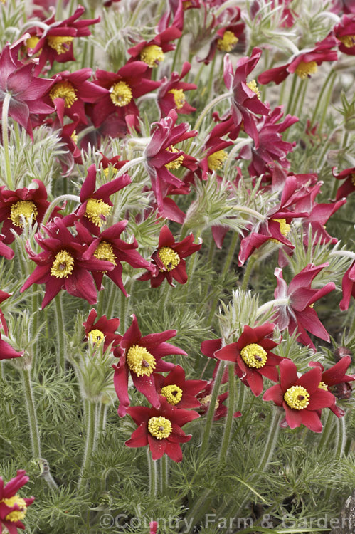 Pulsatilla vulgaris 'Red Wings', a red-flowered cultivar of the Pasque. Flower, a lowland to subalpine, spring-flowering perennial that occurs naturally over much of northern Europe from Britain to Siberia. pulsatilla-2767htm'>Pulsatilla.