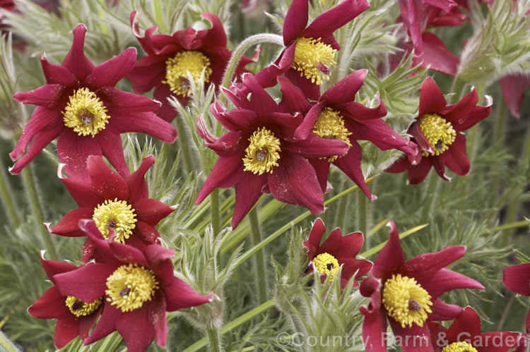 Pulsatilla vulgaris 'Red Wings', a red-flowered cultivar of the Pasque. Flower, a lowland to subalpine, spring-flowering perennial that occurs naturally over much of northern Europe from Britain to Siberia. pulsatilla-2767htm'>Pulsatilla.