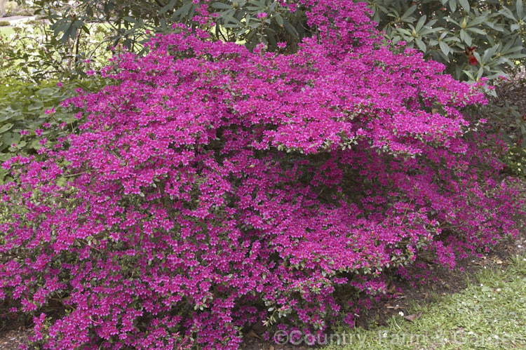 Rhododendron (evergreen azalea</i>) 'Extrante', a Kurume style hybrid found mainly in Australian and New Zealand gardens. It has an abundance of tiny flowers