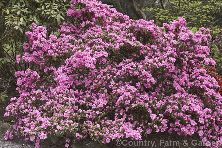 Rhododendron (evergreen azalea</i>) 'Rose Queen', a semi-double, early to mid-season-flowering. Rutherford. Indica hybrid It is a low spreading bush around 60 cm high x 15 m wide
