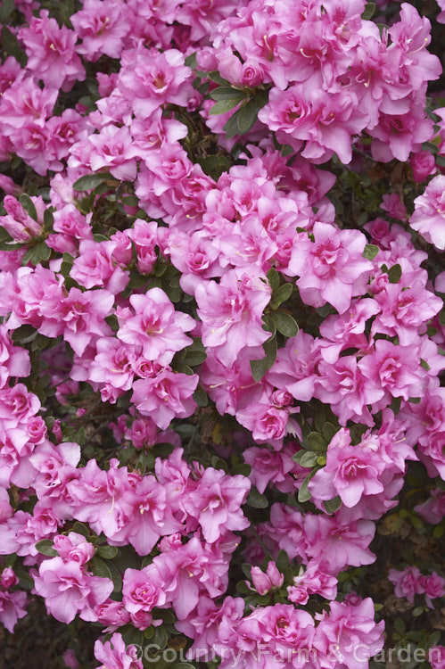 Rhododendron (evergreen azalea</i>) 'Rose Queen', a semi-double, early to mid-season-flowering. Rutherford. Indica hybrid It is a low spreading bush around 60 cm high x 15 m wide