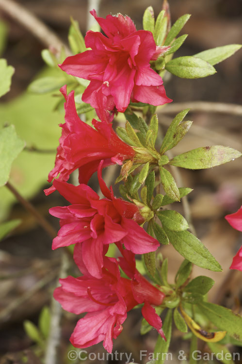 Rhododendron (evergreen azalea</i>) 'Fiery. Boy', a Belgian Indica style hybrid found mainly in Australian and New Zealand gardens. It has an abundance of bright red hose-in-hose flowers