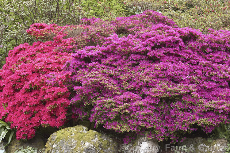 Assorted. Kurume azaleas