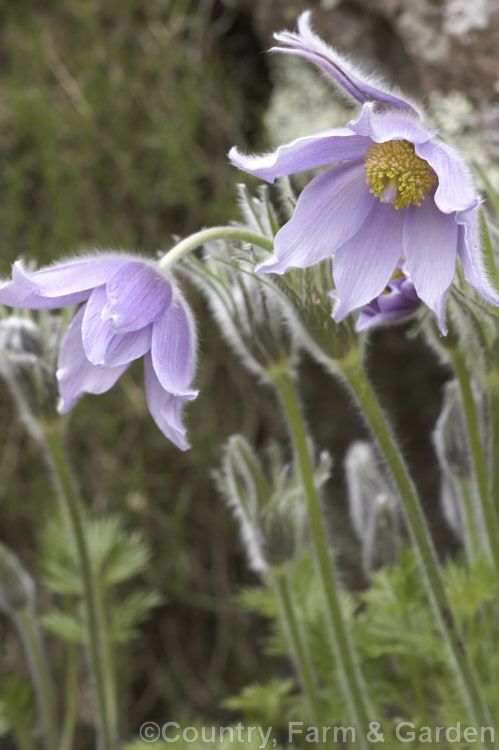 Pulsatilla halleri subsp. slavica, a subspecies of a spring-flowering perennial native to central and southeastern Europe and the Crimea. The leaves of the species are very finely divided and the number of primary and secondary divisions is the main characterising feature of the various subspecies. The foliage of subspecies slavica has 3 main divisions and usually less than 50 leaflets. pulsatilla-2767htm'>Pulsatilla.