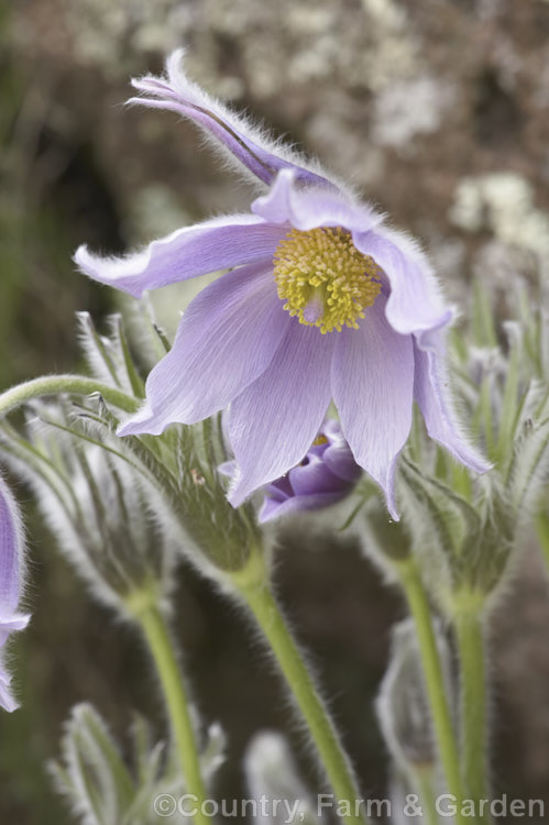Pulsatilla halleri subsp. slavica, a subspecies of a spring-flowering perennial native to central and southeastern Europe and the Crimea. The leaves of the species are very finely divided and the number of primary and secondary divisions is the main characterising feature of the various subspecies. The foliage of subspecies slavica has 3 main divisions and usually less than 50 leaflets. pulsatilla-2767htm'>Pulsatilla.