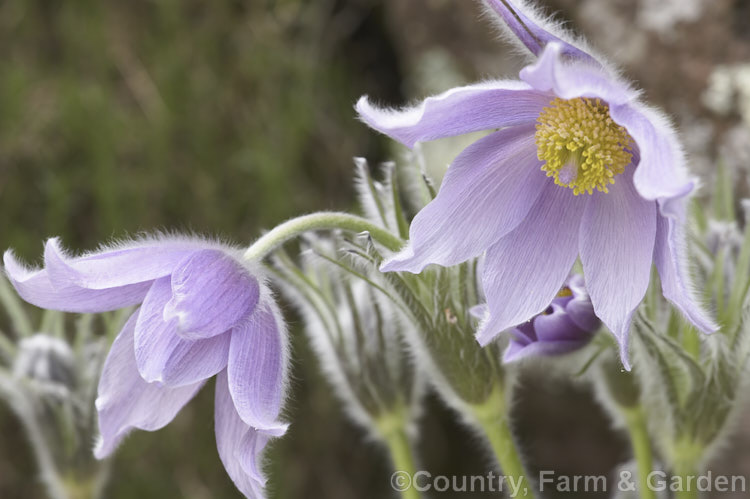 Pulsatilla halleri subsp. slavica, a subspecies of a spring-flowering perennial native to central and southeastern Europe and the Crimea. The leaves of the species are very finely divided and the number of primary and secondary divisions is the main characterising feature of the various subspecies. The foliage of subspecies slavica has 3 main divisions and usually less than 50 leaflets. pulsatilla-2767htm'>Pulsatilla.