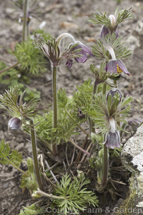 Pulsatilla armena, a spring-flowering perennial found in the mountains of Armenia and nearby parts of Turkey. Its flower stems are less than 20cm tall and the flowers are always nodding. pulsatilla-2767htm'>Pulsatilla.