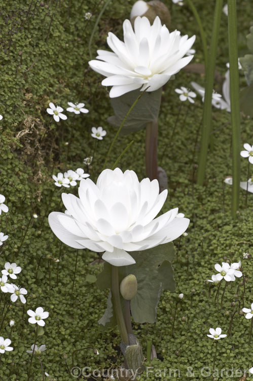 Double-flowered Bloodroot (<i>Sanguinaria canadensis 'Flore Pleno'), a spring-flowering perennial from eastern North America. Its flowers are a brilliantly pure glowing white. If cut, the rhizomes exude red sap. The plant shown here is growing in a carpet of Arenaria balearica. sanguinaria-3275htm'>Sanguinaria.