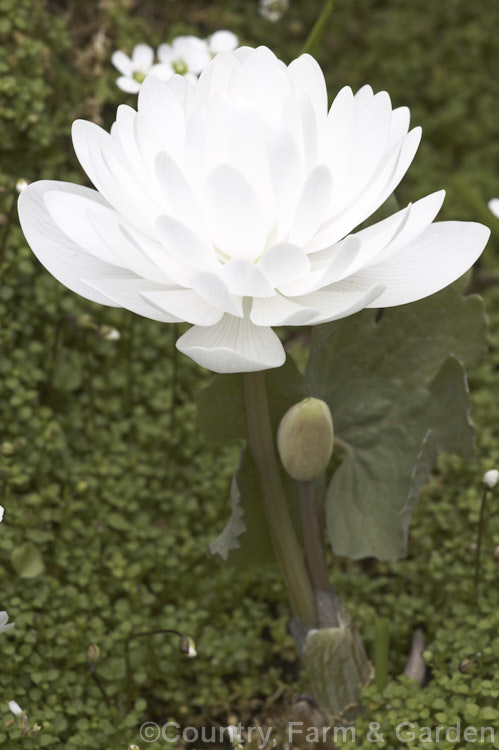 Double-flowered Bloodroot (<i>Sanguinaria canadensis 'Flore Pleno'), a spring-flowering perennial from eastern North America. Its flowers are a brilliantly pure glowing white. If cut, the rhizomes exude red sap. The plant shown here is growing in a carpet of Arenaria balearica. sanguinaria-3275htm'>Sanguinaria.