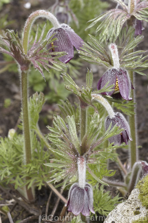 Pulsatilla armena, a spring-flowering perennial found in the mountains of Armenia and nearby parts of Turkey. Its flower stems are less than 20cm tall and the flowers are always nodding. pulsatilla-2767htm'>Pulsatilla.