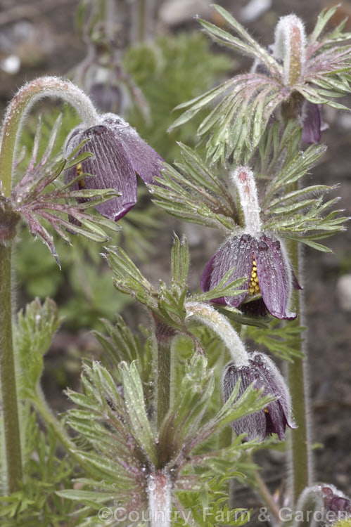 Pulsatilla armena, a spring-flowering perennial found in the mountains of Armenia and nearby parts of Turkey. Its flower stems are less than 20cm tall and the flowers are always nodding. pulsatilla-2767htm'>Pulsatilla.