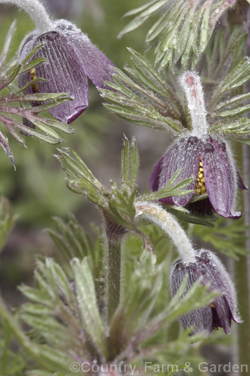 Pulsatilla armena, a spring-flowering perennial found in the mountains of Armenia and nearby parts of Turkey. Its flower stems are less than 20cm tall and the flowers are always nodding. pulsatilla-2767htm'>Pulsatilla.