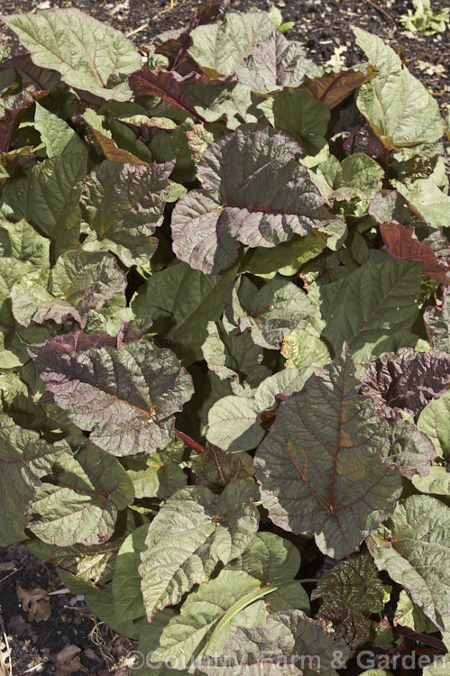 Rheum 'Ace of Hearts' (syn 'Ace of Spades'), showing the distinctive heart-shaped red foliage after which it is named. This ornamental rhubarb is notable for the deep red-tinted undersides of its spring and summer foliage and its red autumn foliage. The flowers are pink