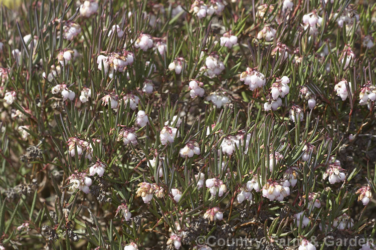 Bog Rosemary (<i>Andromeda polifolia</i>), a small, evergreen, wiry-stemmed, spring-flowering shrub that occurs naturally over much of Europe and south-central Russia. Order: Ericales, Family: Ericaceae