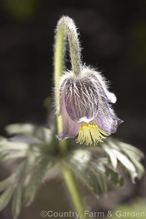 Pulsatilla pratensis, a small spring-flowering perennial found from central to northern Europe, from Hungary to southern Norway. Its flowers stems are only 12cm tall and the bell-shaped flowers are usually nodding. pulsatilla-2767htm'>Pulsatilla.