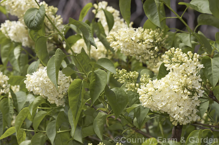 Syringa vulgaris 'Primrose', a pale creamy yellow-flowered lilac cultivar. It is a sport of the cultivar 'Marie Legraye' and was introduced in the late 1940s. It tends to flower a little later than other lilacs. Order: Lamiales, Family: Oleaceae